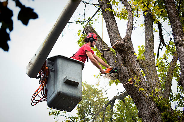 Trusted Iola, WI Tree Removal and Landscaping Services Experts